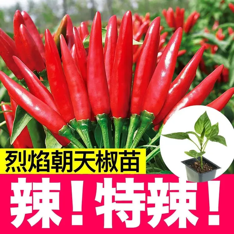 超辣烈焰朝天椒秧苗品质簇生四季种植干鲜两用爆辣小米辣椒苗