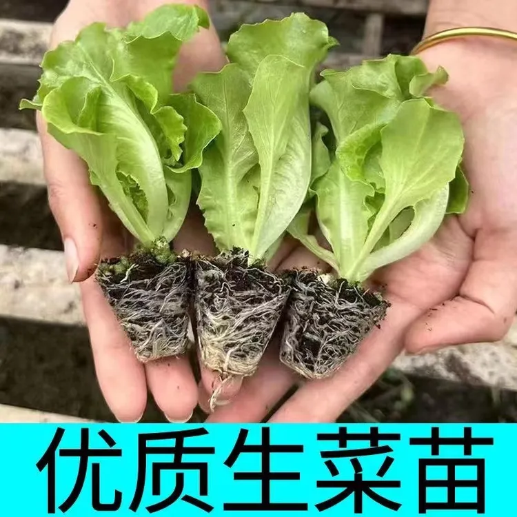 大叶生菜秧苗可生吃四季高产阳台盆栽带土发货玻璃生菜秧苗菜苗