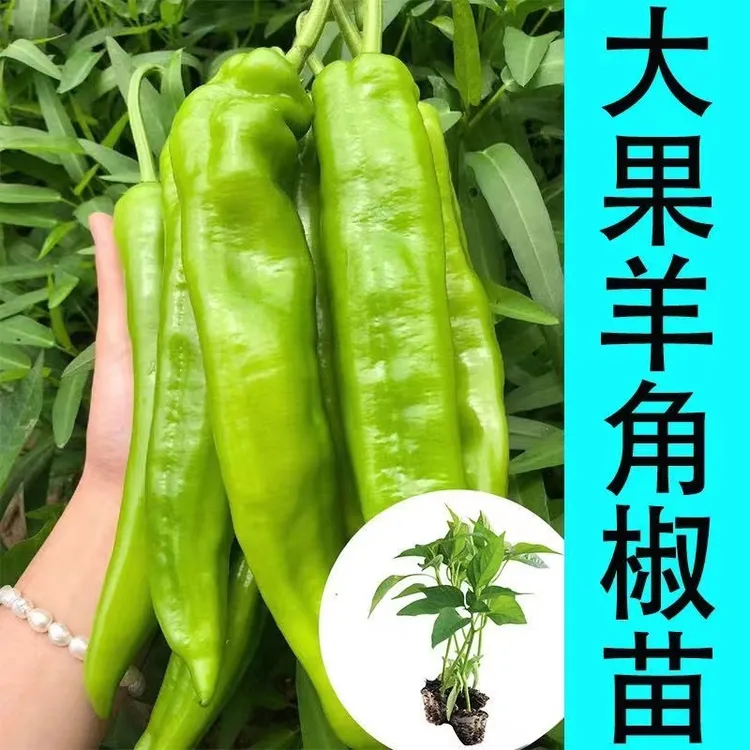 正宗羊角椒秧苗高产早熟青辣椒优质穴盘苗坐果好四季高产易种易活