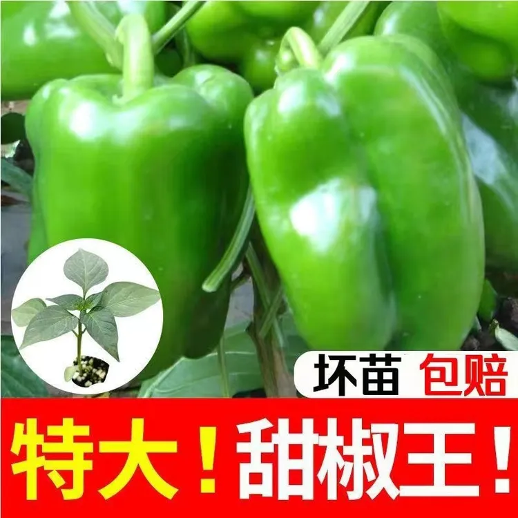 大果五彩甜椒秧苗高产青红黄彩椒甜椒圆椒不辣辣椒青椒带土辣椒苗