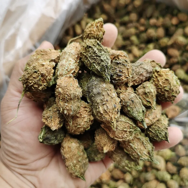 野生小苦瓜 煲汤煮茶 苦尽甘来