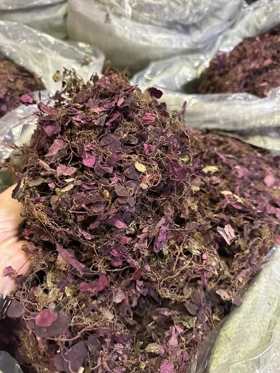 髙山小叶纯红风柜斗草干品 精洗无土味