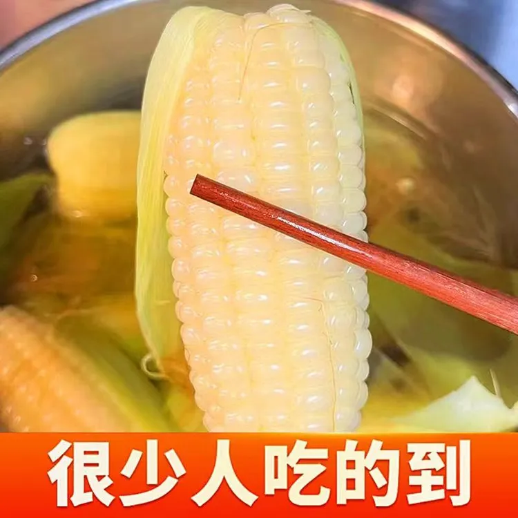 【试吃2根】轻语拾光 260g*8根 新鲜有机甜糯玉米黏粘糯米玉米早餐