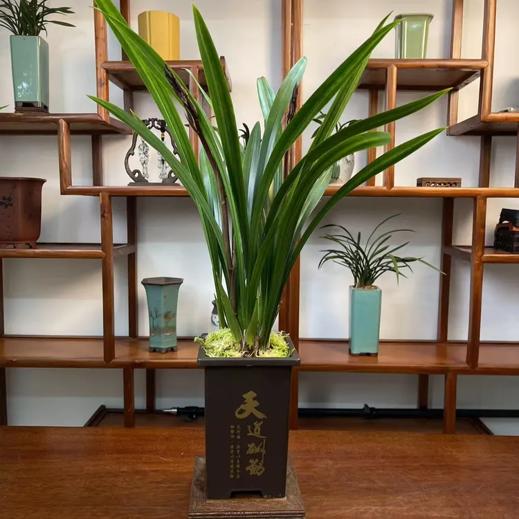 【墨兰】企黑报岁兰    浓香型     好养易活 冬季开花春季养护冬天