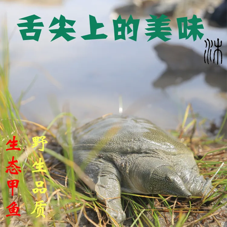 外塘生态冷水散养滋补青背黄背大甲鱼食用老鳖力推家乡鲜活农产品