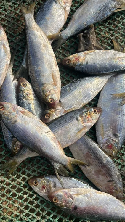 羊口渤海湾一卤盐咸鲫鱼 滋滋冒油