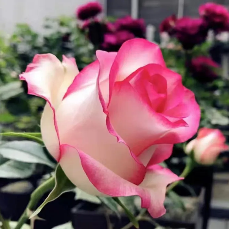 艾莎切花玫瑰月季庭院阳台盆栽观花玫瑰夏季春开花栽培净化美观玫