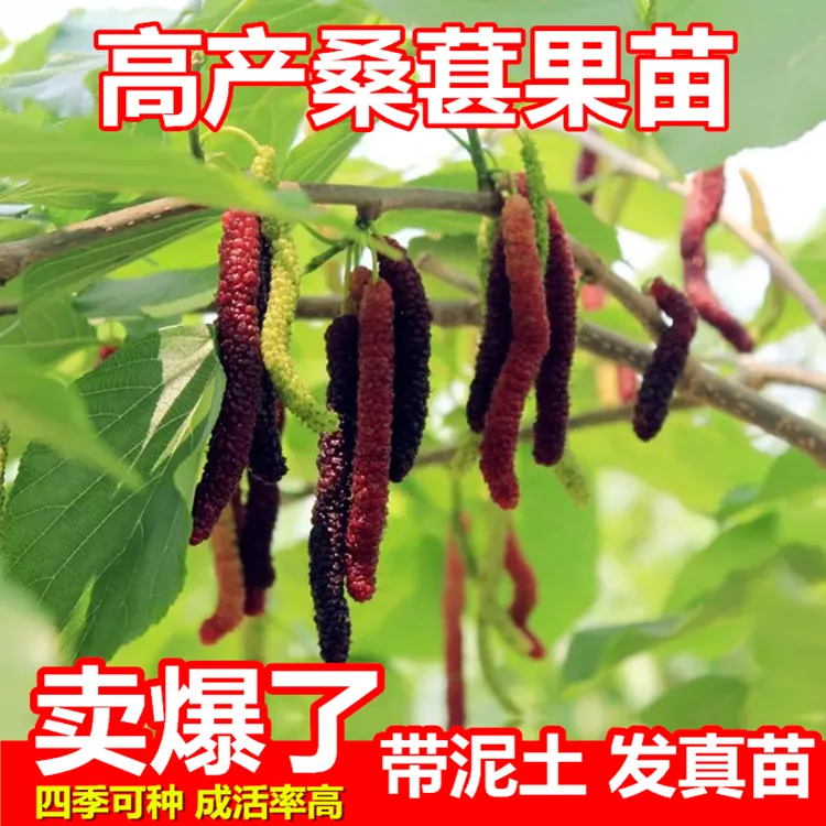各种果树苗任选任挑南方品种盆栽地栽嫁接苗实生苗带土苗带叶苗