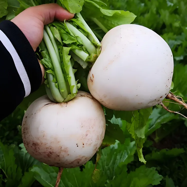 重庆高山农家圆白萝卜汁多脆嫩清甜新鲜蔬菜好吃孕妇餐绿色