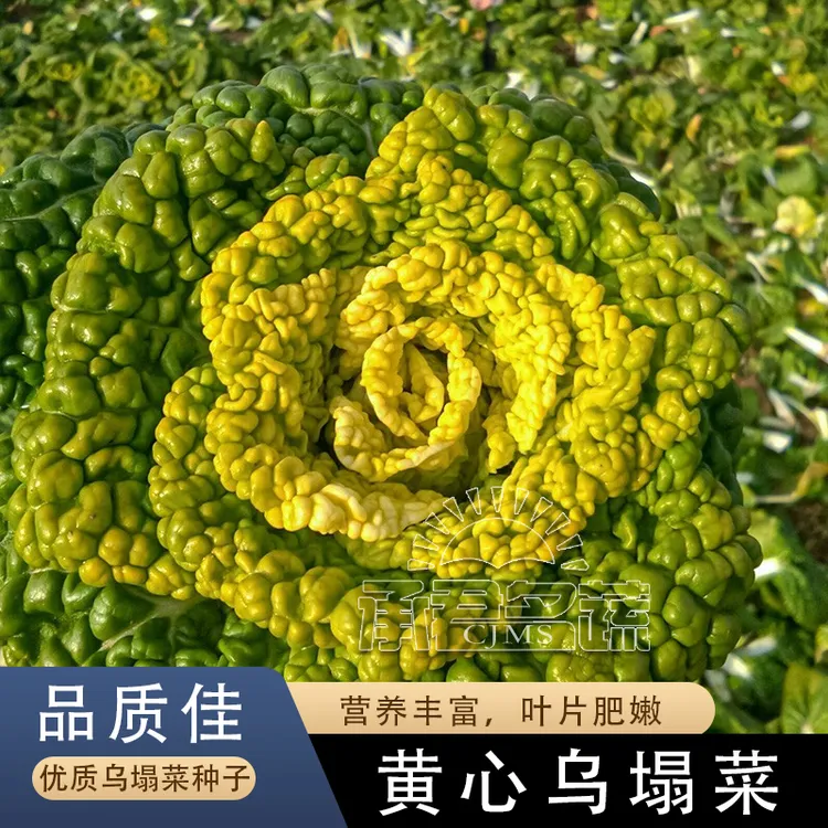 黄心乌菜种子乌塌菜种孑四季白菜雪里金花青菜蔬菜黑菜秋冬季菜