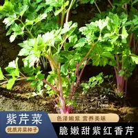 紫红香芹种子红芹菜种籽红色紫色孑盆栽蔬菜阳台籽种四季种菜