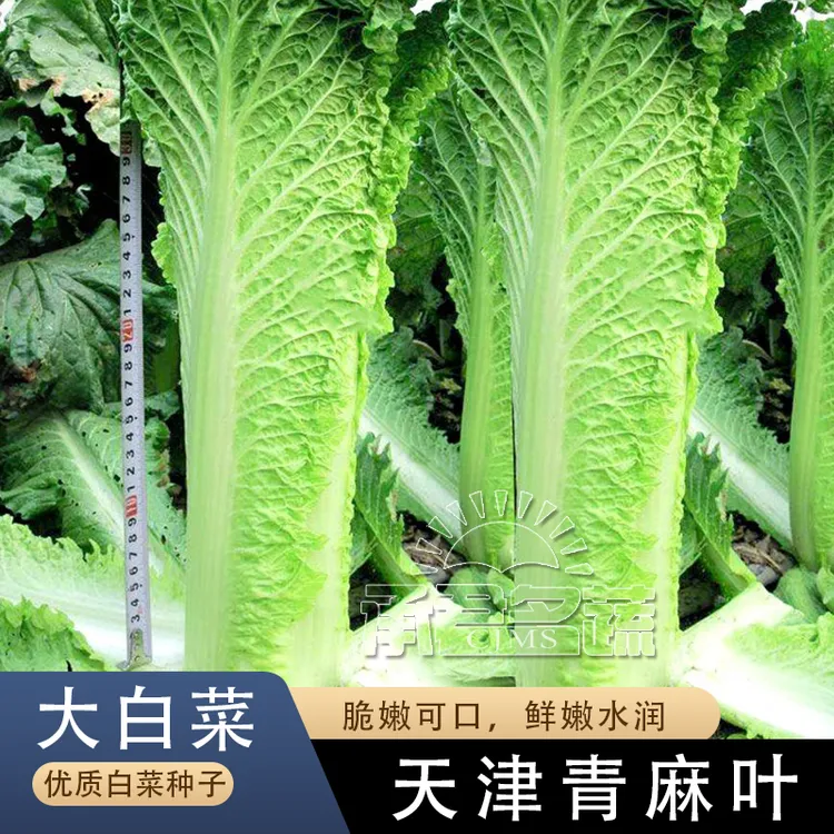 天津青麻叶大白菜种子种籽四季秋冬季蔬菜籽绍菜山东小大白菜种孑