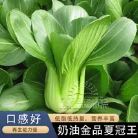 上海青菜籽种子蔬菜种籽大全鸡毛菜青菜小白菜四季菜种孑正宗冬季