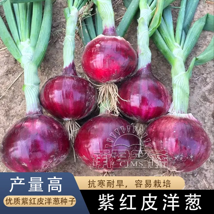 紫皮洋葱种籽红皮洋葱种子云南山东老品种生吃不辣水果甜洋葱籽孑