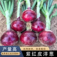 紫皮洋葱种籽红皮洋葱种子云南山东老品种生吃不辣水果甜洋葱籽孑