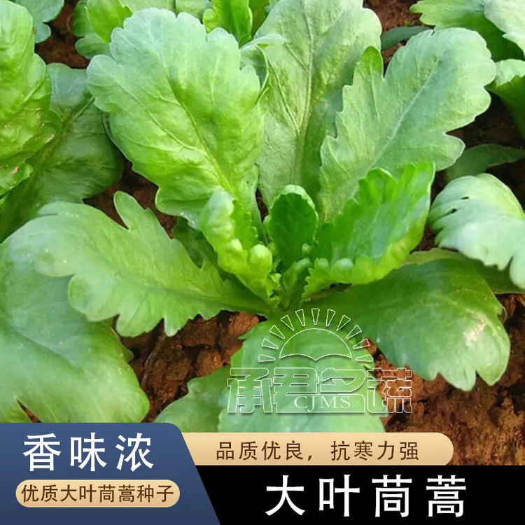 茼蒿菜籽大叶茼蒿种子茼蒿菜种大全秋冬季蔬菜茼蒿种籽四季孑菜小