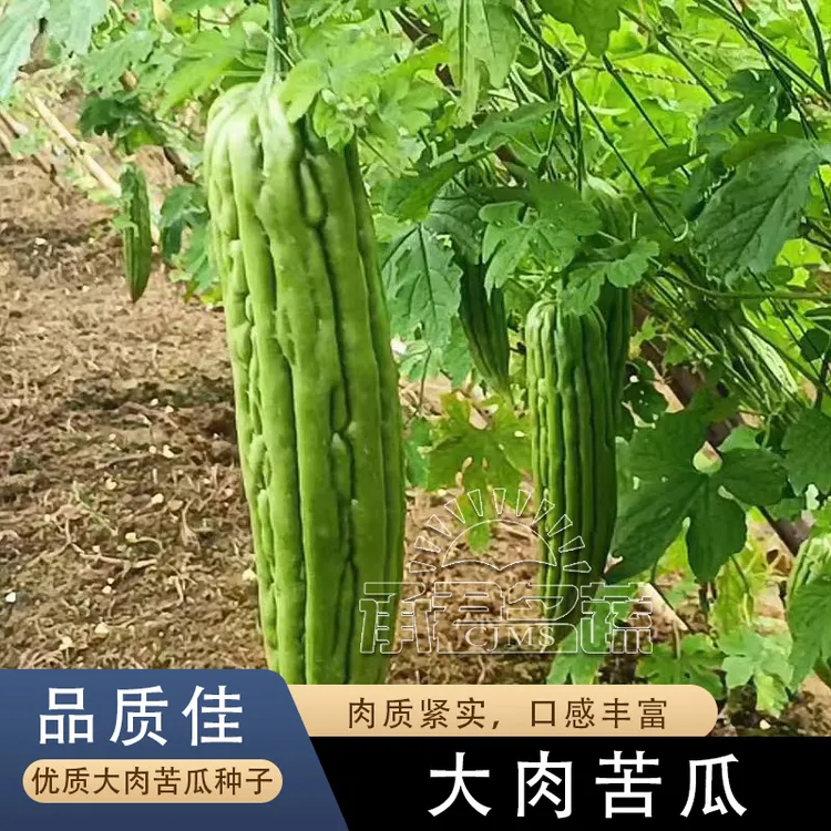 大肉苦瓜种子四季播长绿苦瓜籽阳台家庭盆栽抗病瓜果蔬菜种子高产