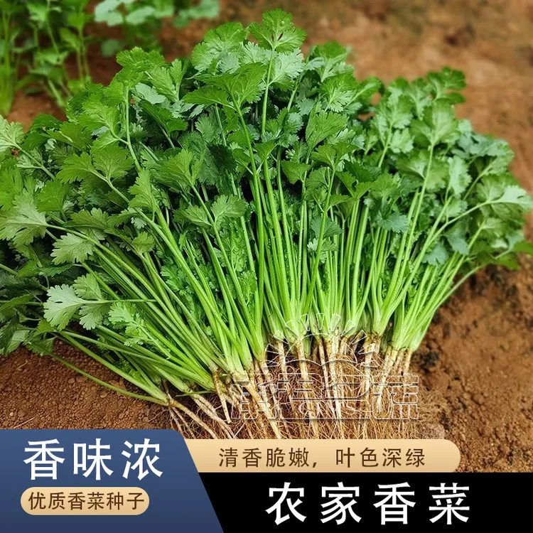 四季老生长籽种耐热小叶香菜种籽老品种大叶香菜种子芫荽种籽孑苗