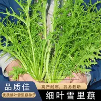 细叶雪里蕻种子雪菜雪里红春不老种籽秋冬青菜农家菜园庭院蔬菜孑