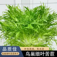 苦苣种子大全农家苦菊菜籽种蔬菜种孑苦苣菜种籽春秋冬季四季菜籽
