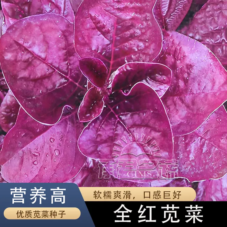 大叶全红苋菜种籽野汉菜满身红苋菜种子春夏四季播蔬菜青菜种孑