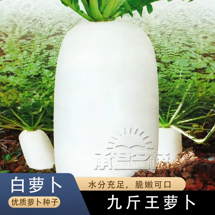 九斤王特大白萝卜种子种籽秋季蔬菜种子籽种白皮水果白萝卜秋冬季