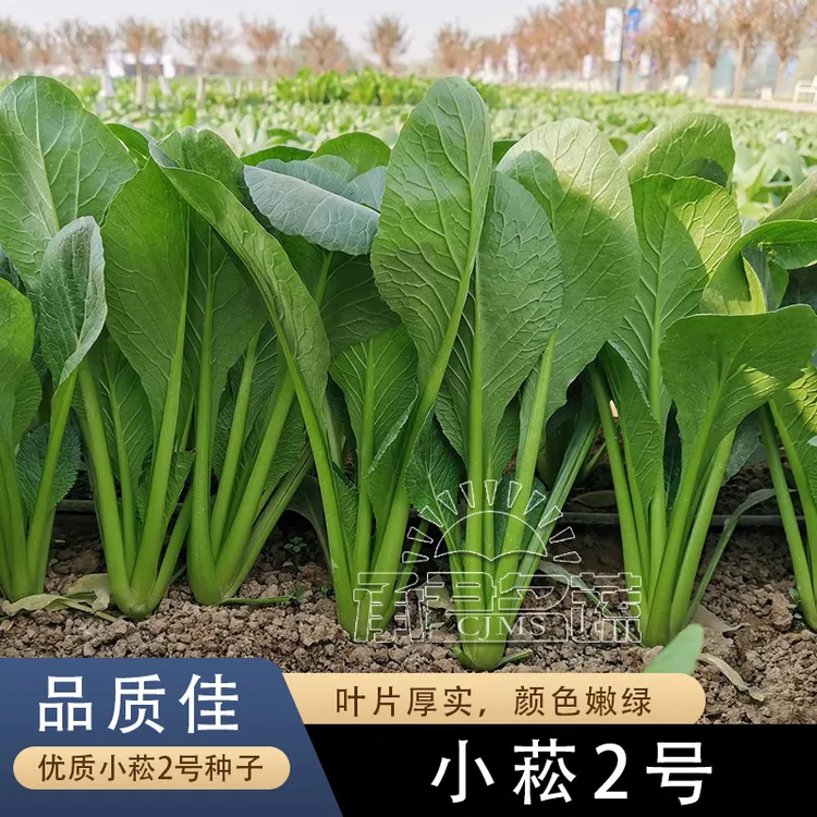 速生小菘2号菘菜种子四季小松菜种籽油菜小白菜春秋阳台蔬菜种孑