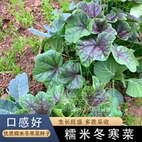 糯米冬寒菜种子高钙马蹄菜葵菜春秋四季冬苋菜种孑阳台蔬菜籽大全