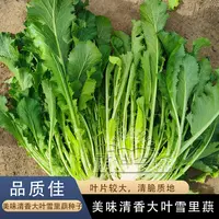雪里蕻种子大叶排菜种籽芥菜小细叶雪里红九头鸟农家腌制蔬菜种孑