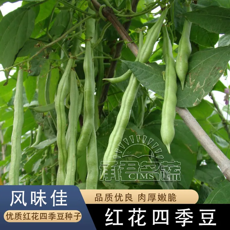 春秋都可以种四季豆种子高产早熟红花搭架春季架豆种子蔬菜种孑