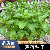 可食用薄荷种籽子留兰香柠檬苗猫薄荷四季播种室内阳台盆栽花种子