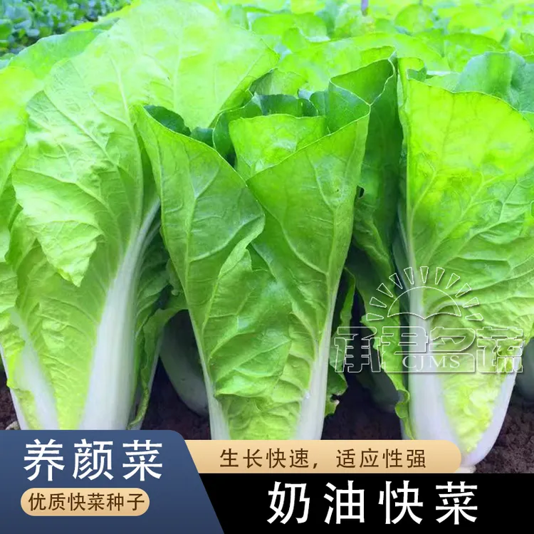 四季奶油快菜种子小白菜种籽耐热速生春夏秋快菜菜籽阳台蔬菜种孑