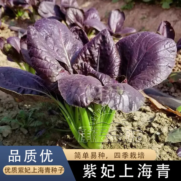 紫罗兰紫油菜种子小青菜种籽红上海青菜籽蔬菜孑菜种秋季四季籽种