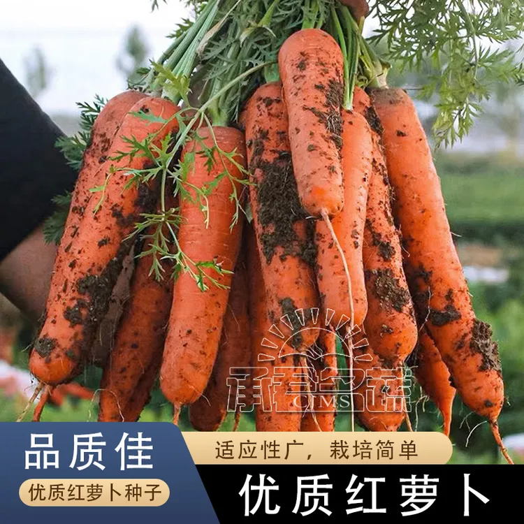 高产红胡萝卜种子农家甜樱桃水果萝卜种籽夏秋季庭院种植蔬菜种孑