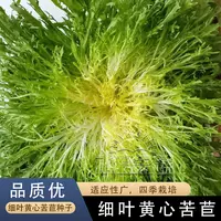 苦苣菜种籽春秋四季黄心苦菊种孑沙拉蔬菜苦菊生菜种子青菜大全