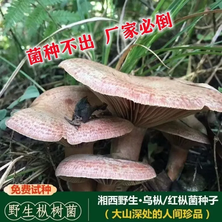 野生菌种乌纵菌包松菌寒纵菌黄碟菌重阳菌松纵菌松菇人工种植菌包