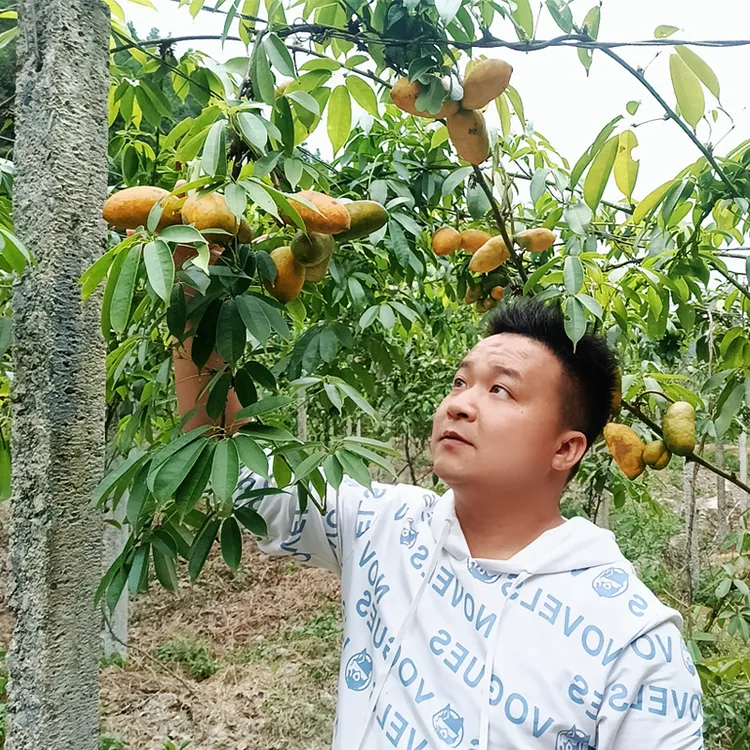 九月黄 五叶木通常绿爬藤 庭院种植地栽 绿植 