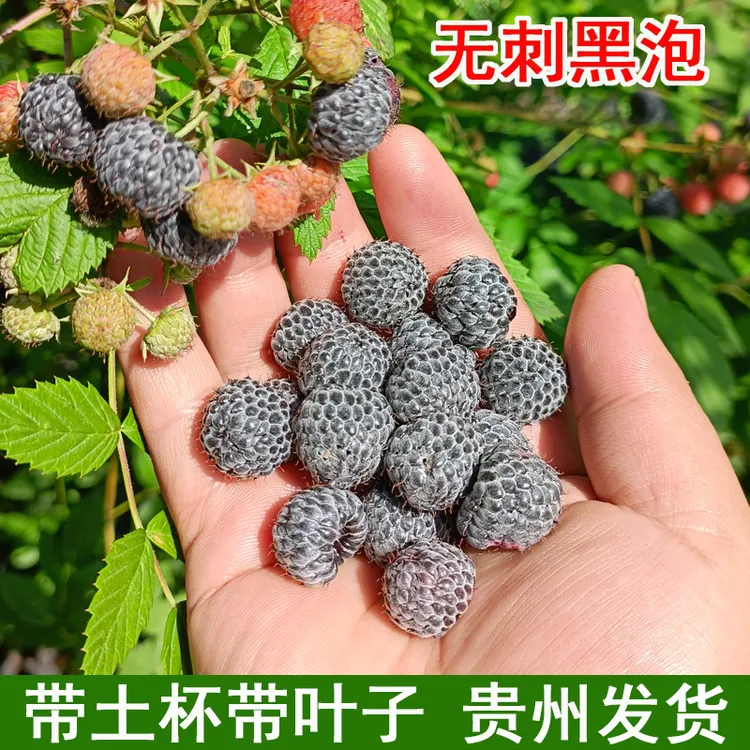 无刺黑泡  带土杯带叶黑莓苗 贵州发货