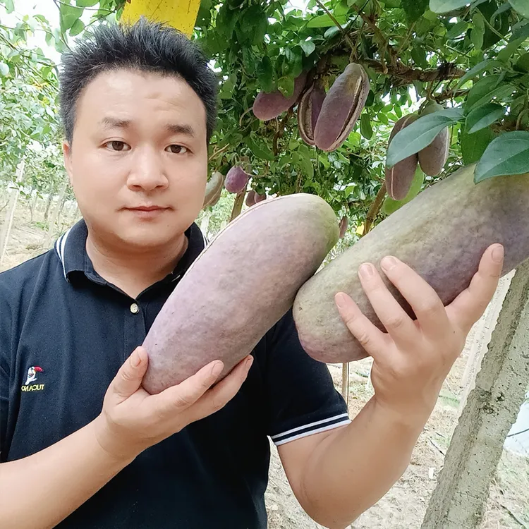 嫁接大果籽少八月瓜苗 庭院绿植 藤本植物 带杯带土