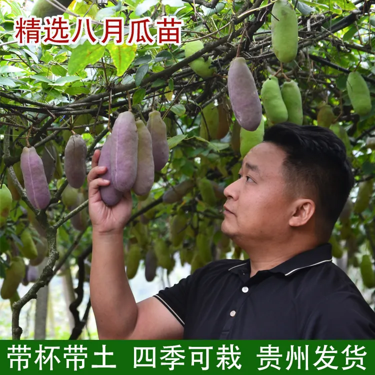 八月瓜苗紫皮品种带杯苗庭院常绿栽培