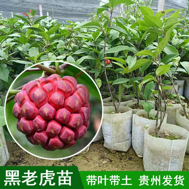 黑老虎 布福娜 观赏 食用果子 常绿爬藤植物带叶带土