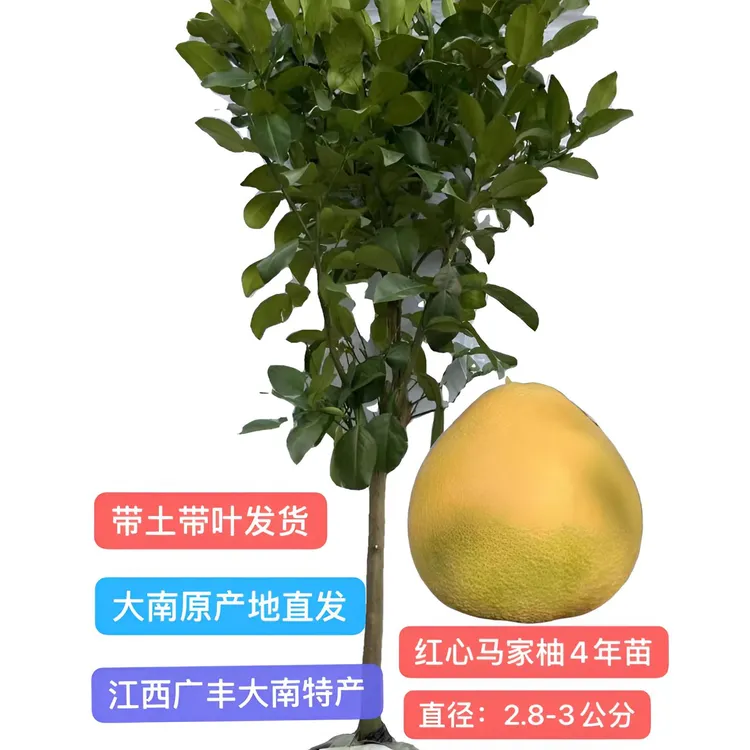 红心马家柚大南原产地4年苗【3公分】庭院 种植 盆栽