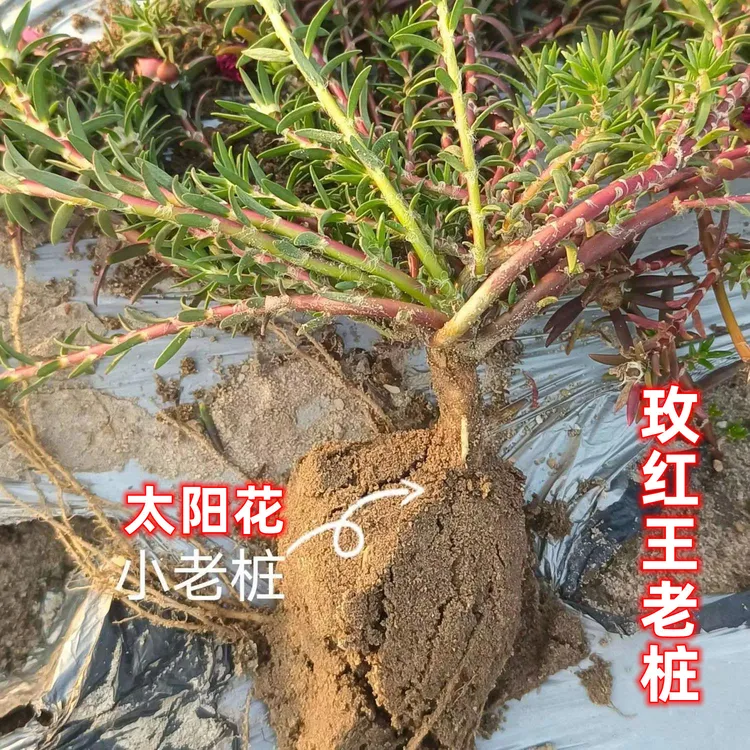 超级玫红王太阳花老桩盆景根景重瓣花苗带根花苞自产自销整颗现挖