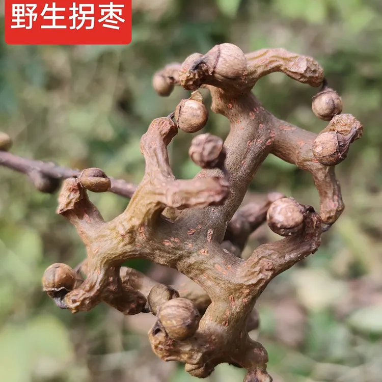 陕南野生拐枣，泡酒野果，万寿果，