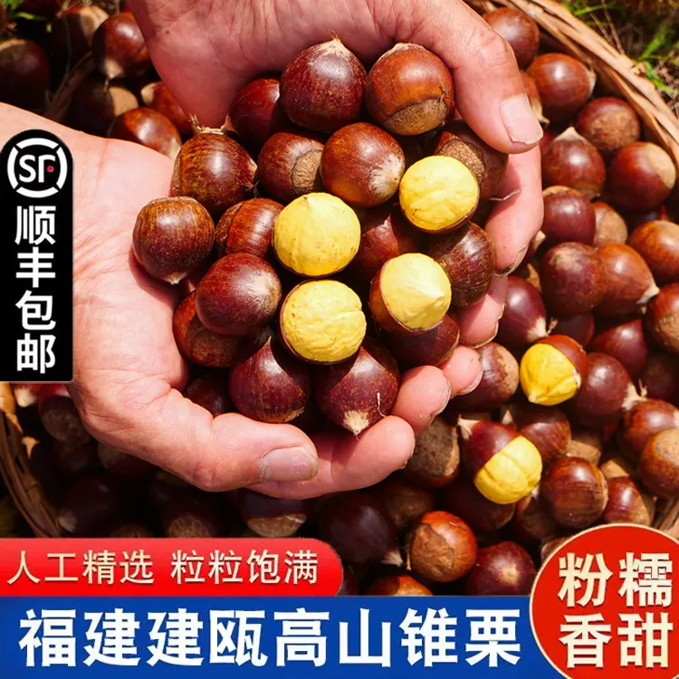 锥栗建瓯新鲜生板栗高山现摘油栗福建特产香甜带壳小毛栗2/3/5斤