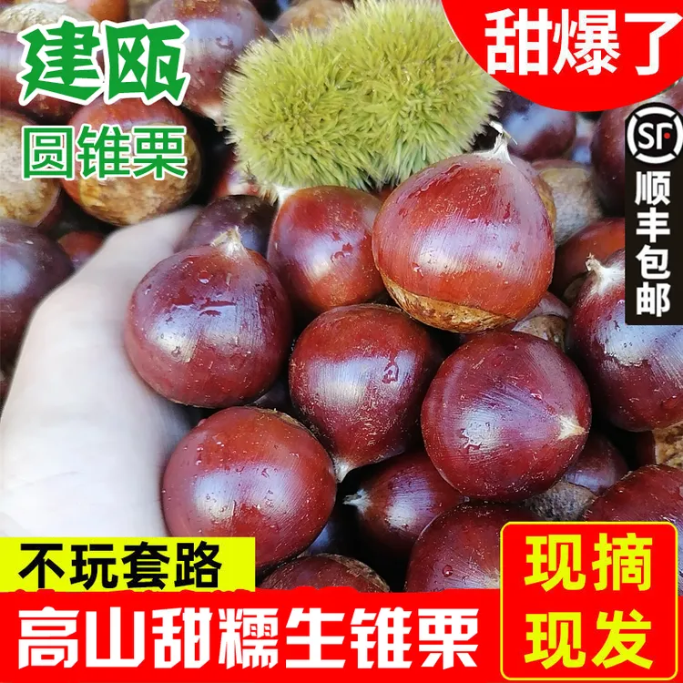 2025年农家板栗生新鲜建瓯锥栗油栗子高山现摘福建毛栗1/2/3/5斤