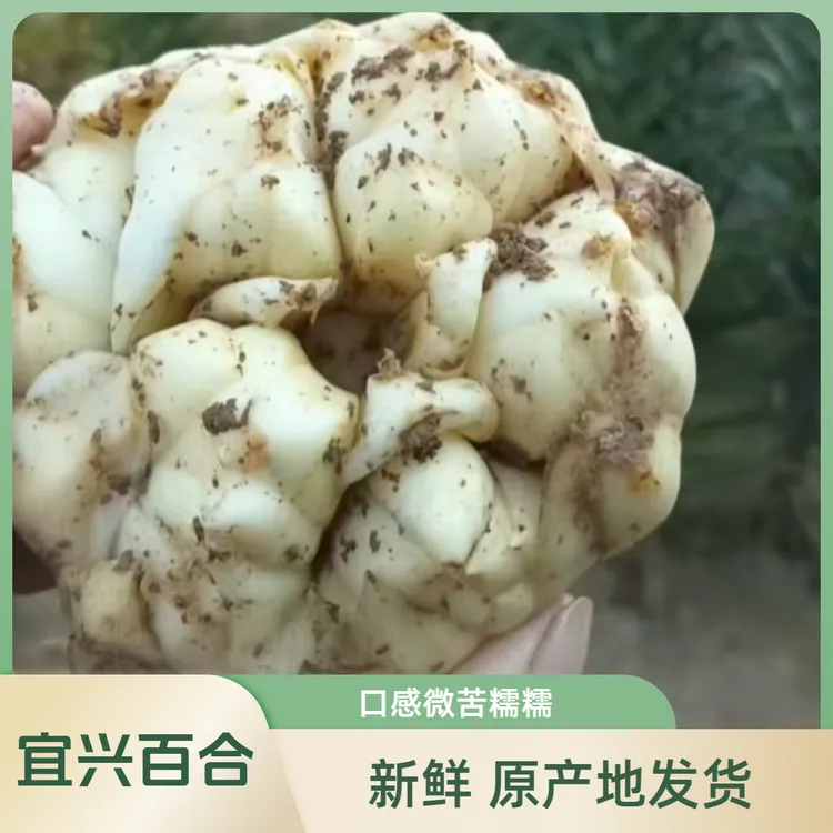 顺丰包邮2025年新鲜宜兴百合特级糯食用散装新鲜包邮土特产