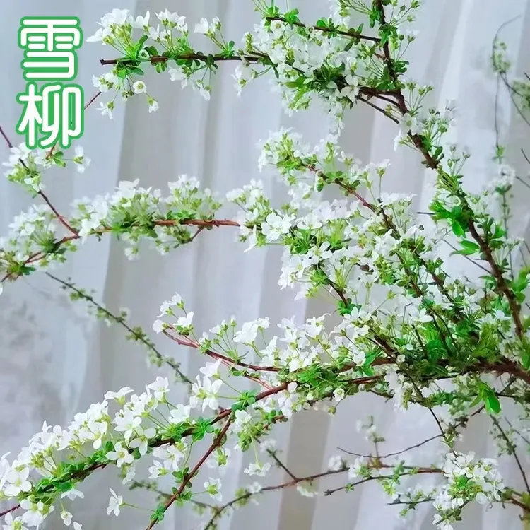 雪柳鲜枝水培水养植物室内干支雪柳重瓣花卉鲜花干枝绿植盆栽插花