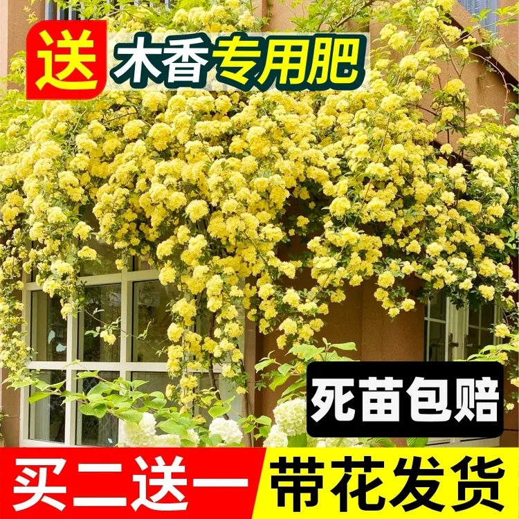 黄木香花苗爬藤植物红白木香树苗大苗室内庭院四季开花木香花盆栽