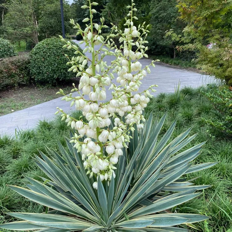 [金边凤尾兰] 1盆2加仑 带盆庭院造景植物室外美观好养高端
